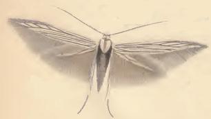 <i>Coleophora serratulella</i> Species of moth