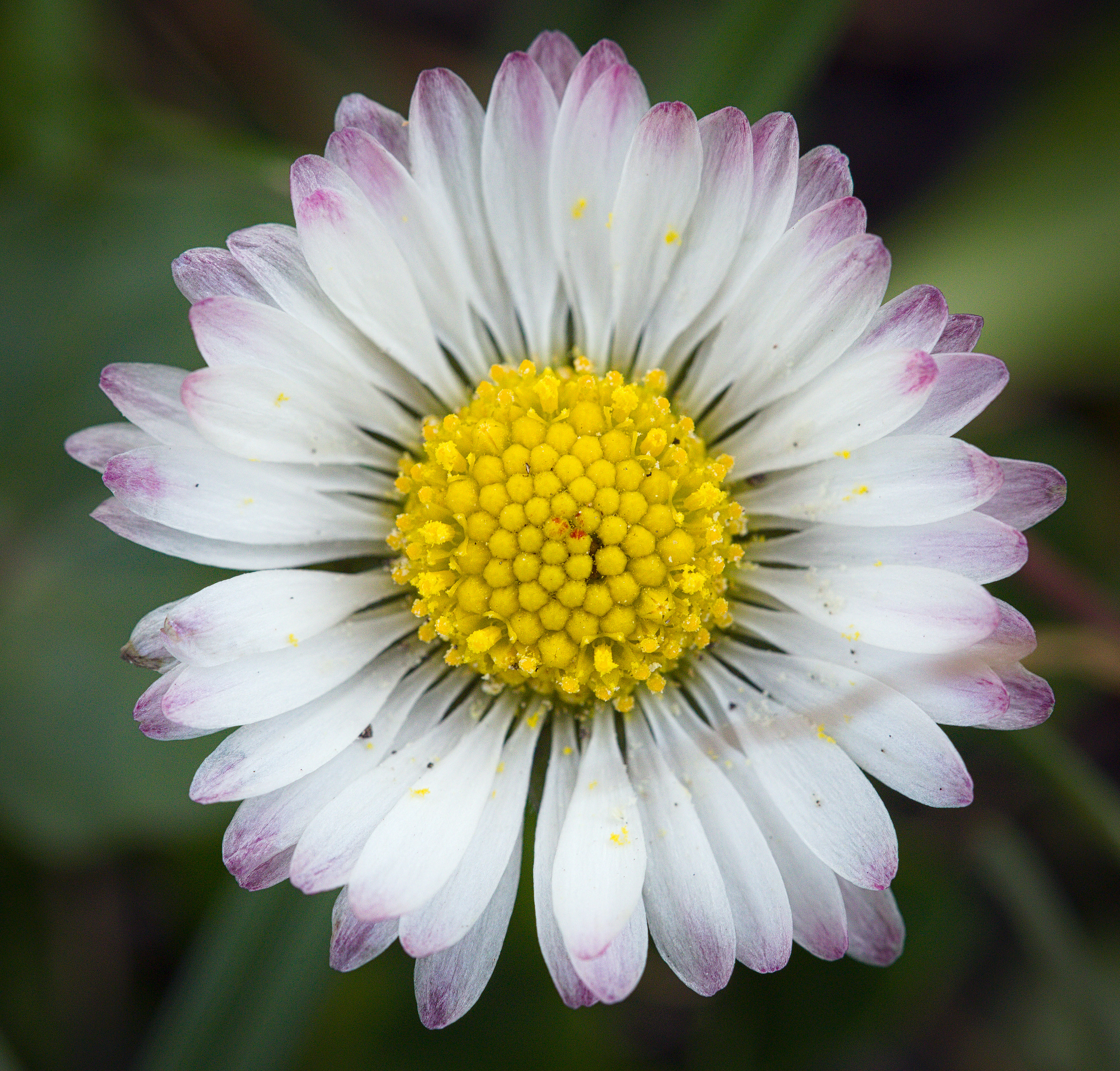 Дэйзи блум. Common Daisy. Daisy Blooms. Природа. Zea perennis.