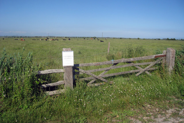 File:Cows near Chilley Bridge - geograph.org.uk - 1383785.jpg