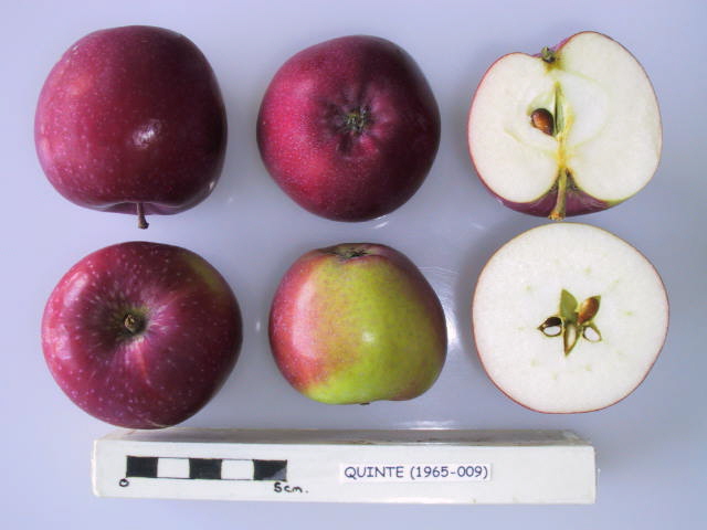 File:Cross section of Quinte, National Fruit Collection (acc. 1965-009).jpg