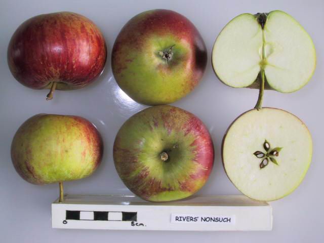 File:Cross section of Rivers' Nonsuch, National Fruit Collection (acc. 1947-001).jpg