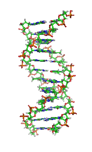 Animiertes Strukturmodell einer DNS-Helix in B-Konformation. Die Stickstoff (blau) enthaltenden Nukleinbasen liegen waagrecht zwischen zwei Rückgratsträngen, welche sehr reich an Sauerstoff (rot) sind. Kohlenstoffatome sind grün dargestellt. Das Modell dreht sich rechts herum; kräftige Farben sind weiter vorne, blasse Farben weiter hinten.