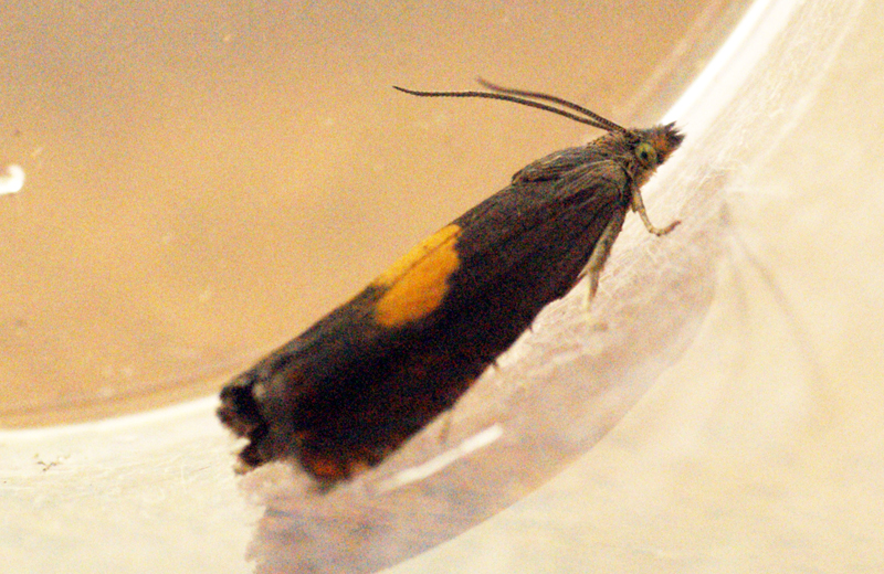 File:Dichrorampha alpinana (5748132958).jpg