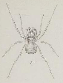 Die Arachniden Australiens 2 Taf VI (1a-rasm) .png