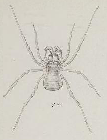 Die Arachniden Australiens 2 Taf VI (Fig 1a).png