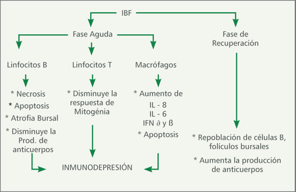 File:Esquema immunosupressió.jpg