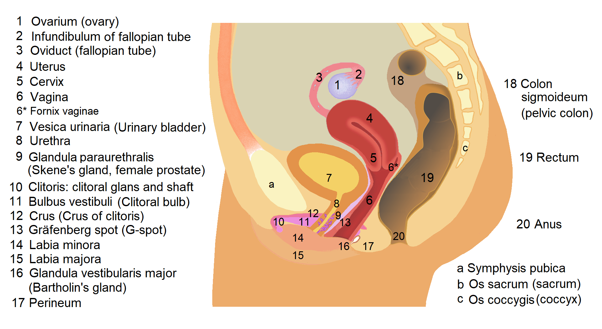 Human Female Reproductive System: Organs, Structure, Functions