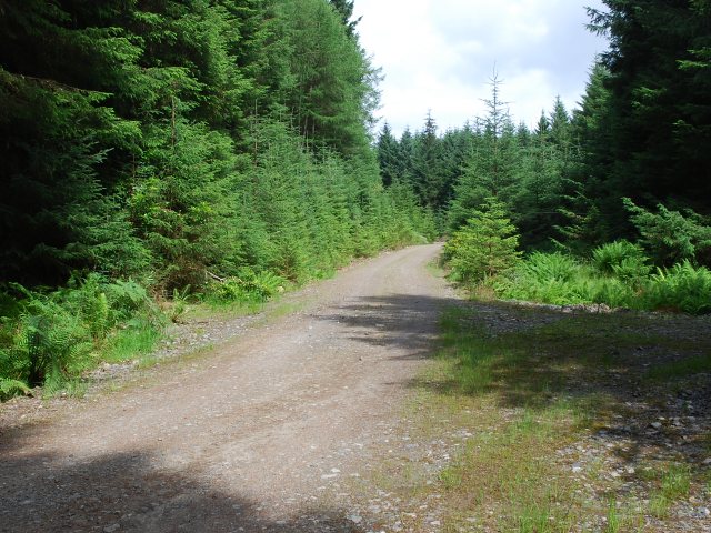 File:Forest road above Kilmory - geograph.org.uk - 501749.jpg