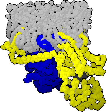 This heterotrimeric G protein is illustrated with its theoretical lipid anchors. GDP is black. Alpha chain is yellow. Beta and gamma chains are blue.