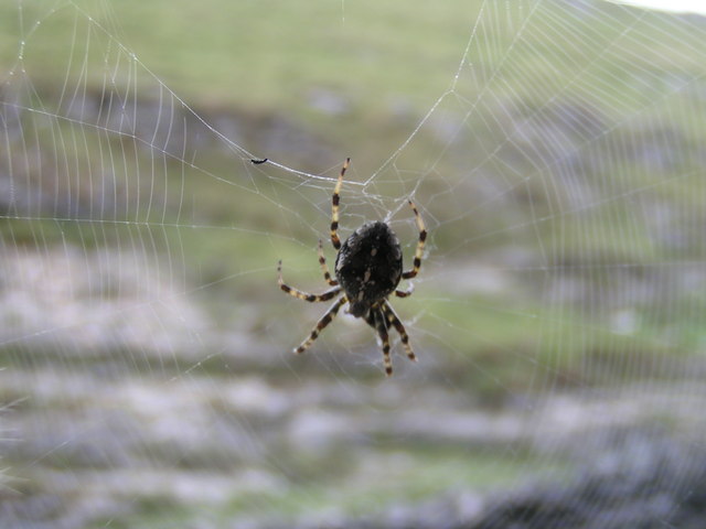 File:Garden Orb Spider, Conies Dale - geograph.org.uk - 215046.jpg