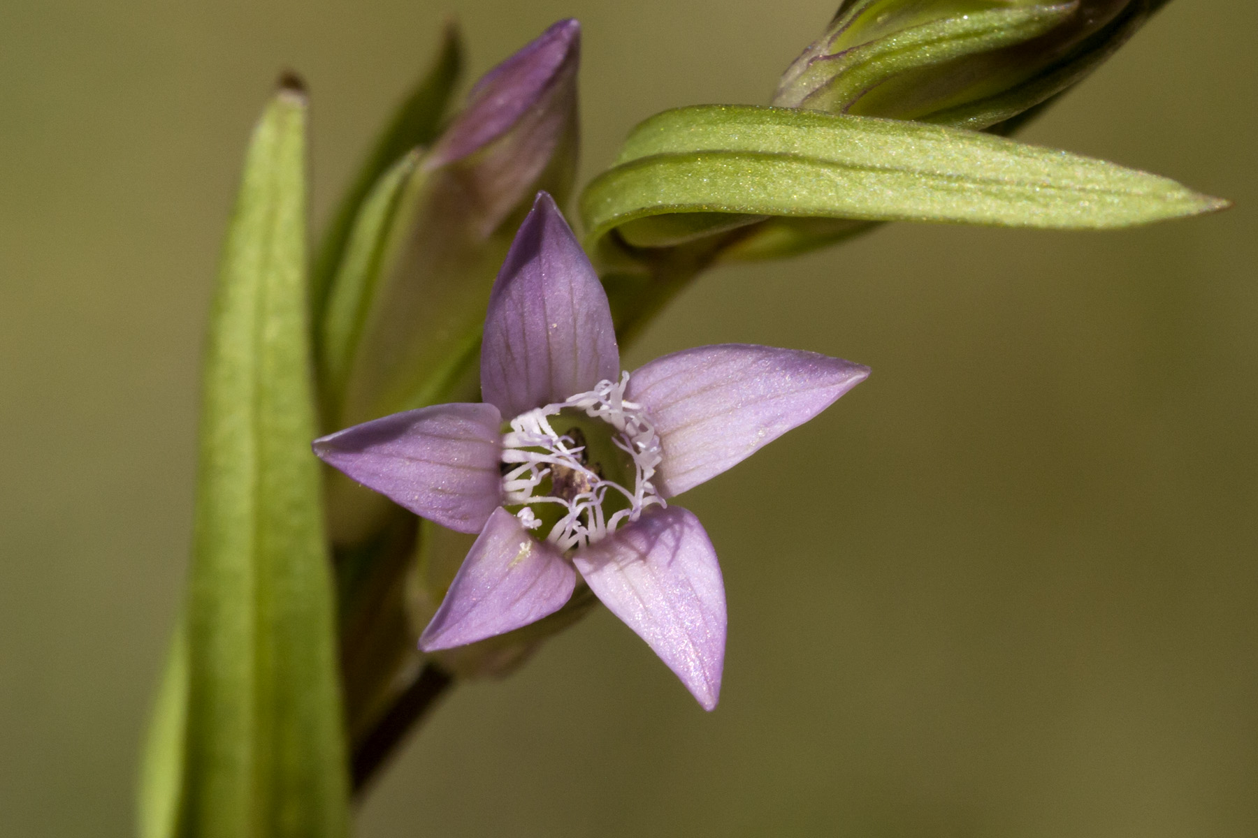 Acuta латынь. Gentianella. Сифанта Акута. Acuta 977. Wallpapers Conopsis acuta.