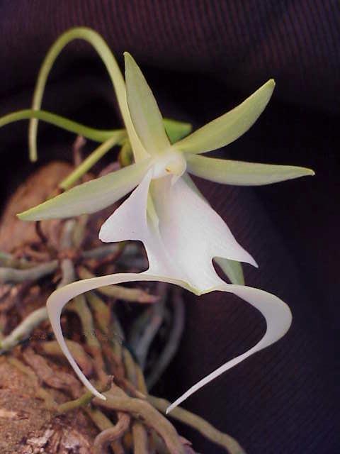 https://upload.wikimedia.org/wikipedia/commons/8/87/Ghost_Orchid.jpg