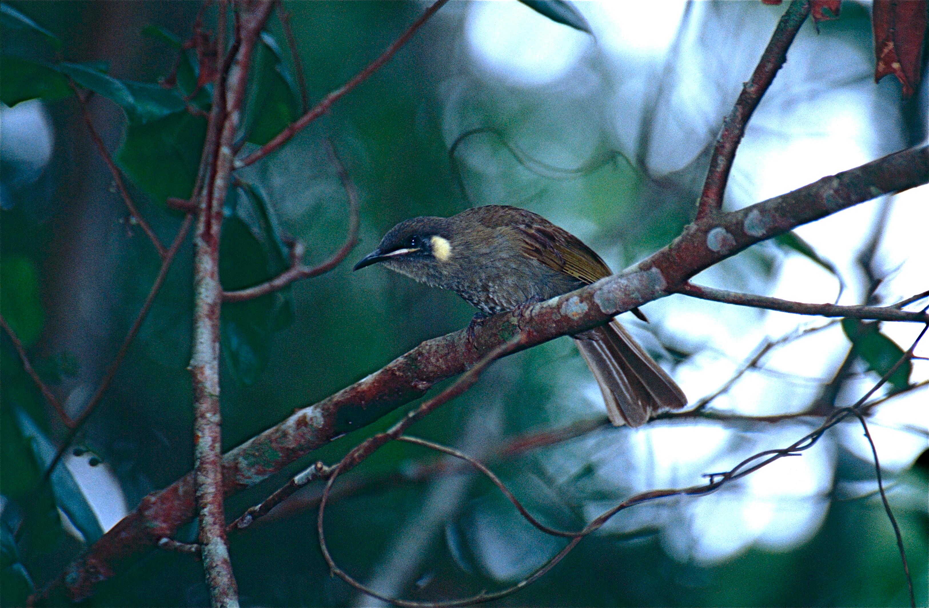 Graceful Honeyeater Meliphaga gracilis (9836450965).jpg