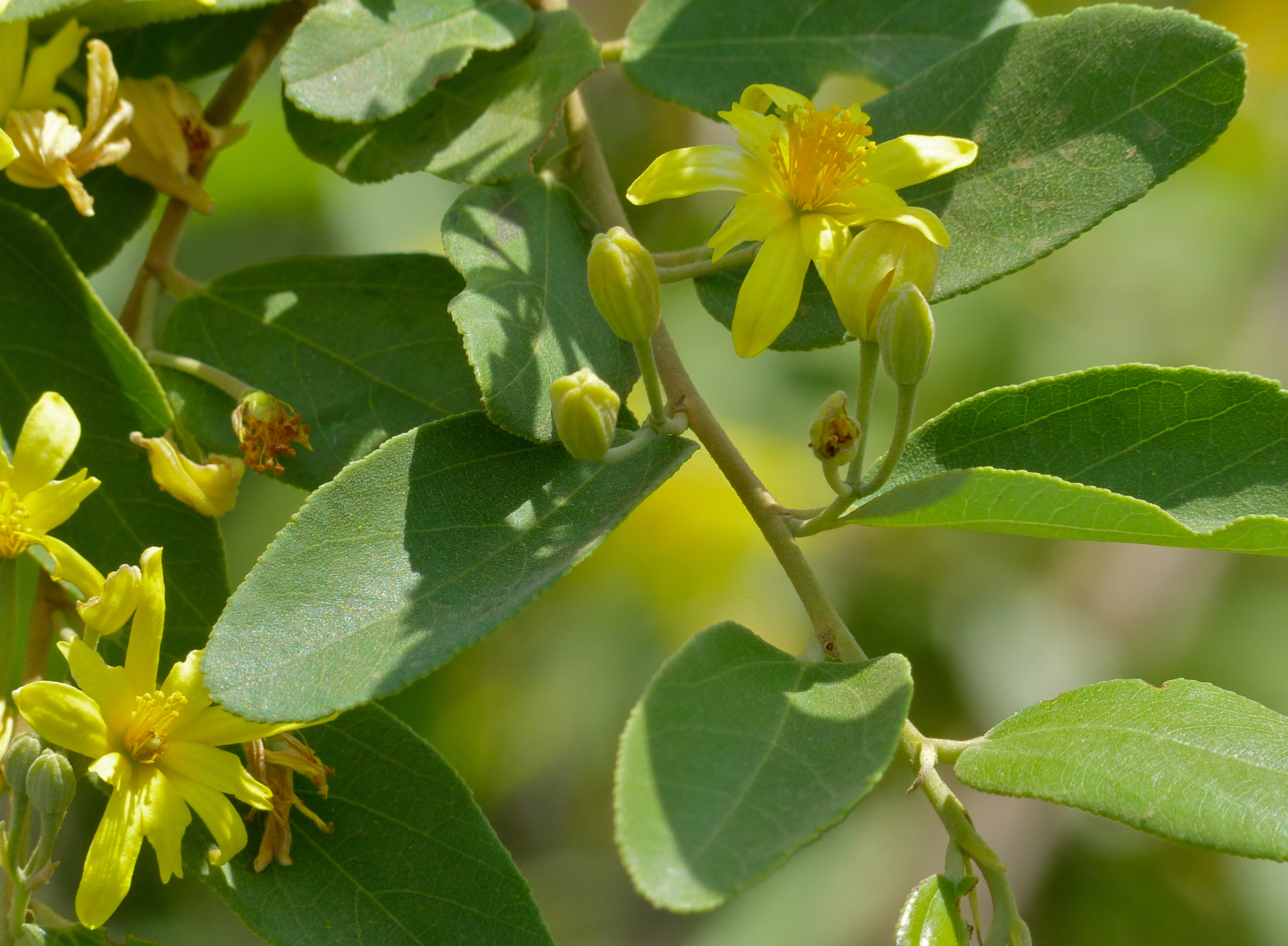 Grey Raisin (Grewia monticola) (11530261165).jpg