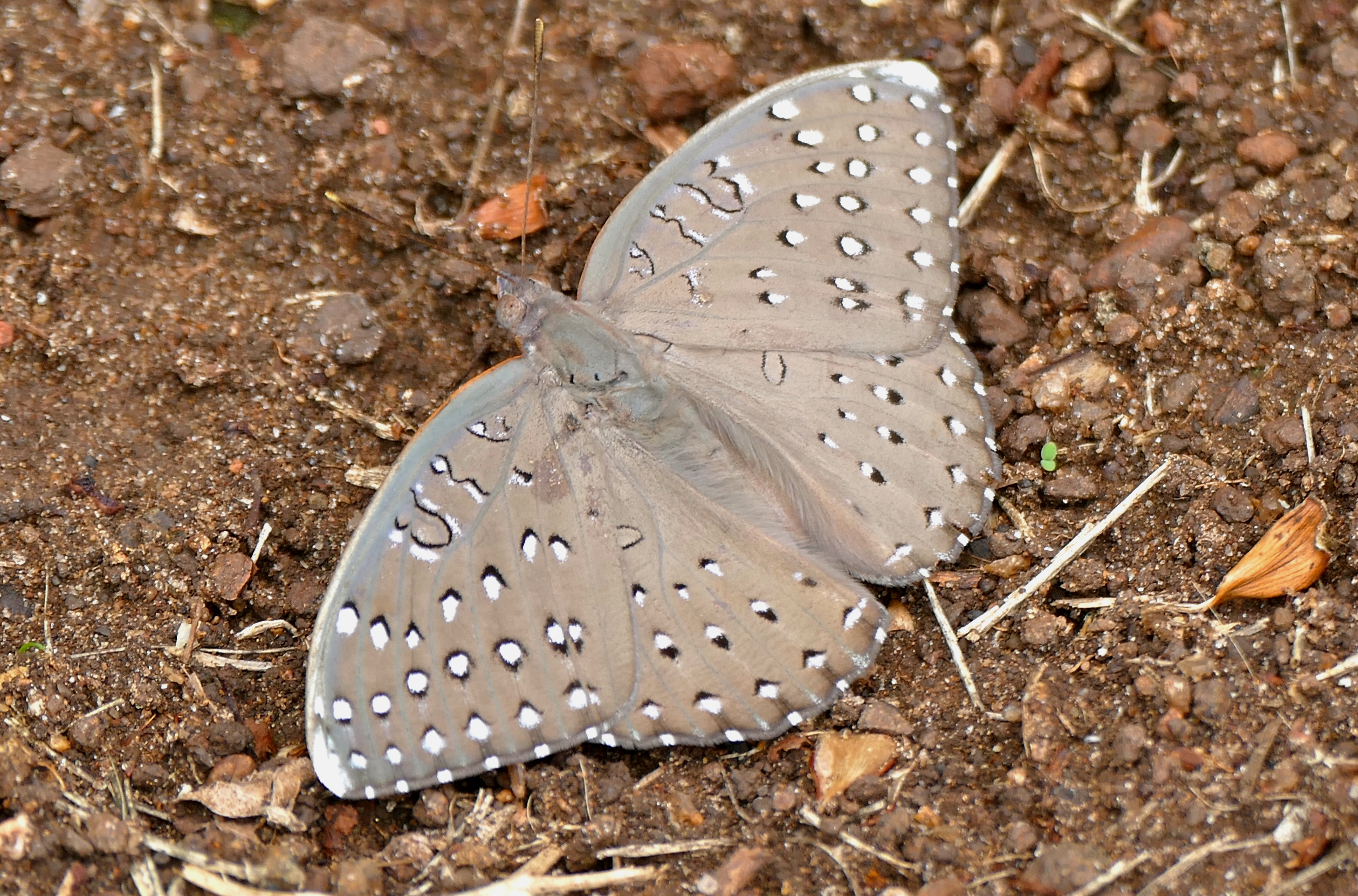 Guineafowl (Hamanumida daedalus) (15917808383).jpg