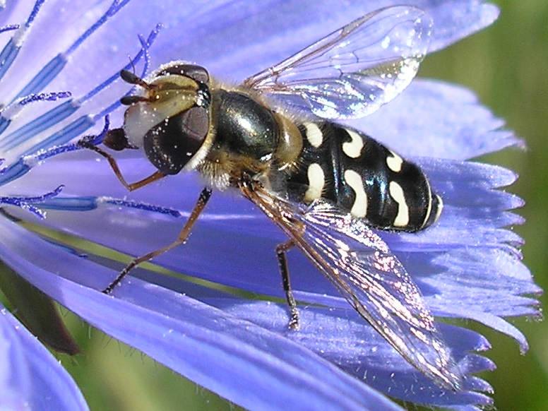 File:Halvemaanzweefvlieg wit (Scaeva pyrastri) 04 cropped.jpg