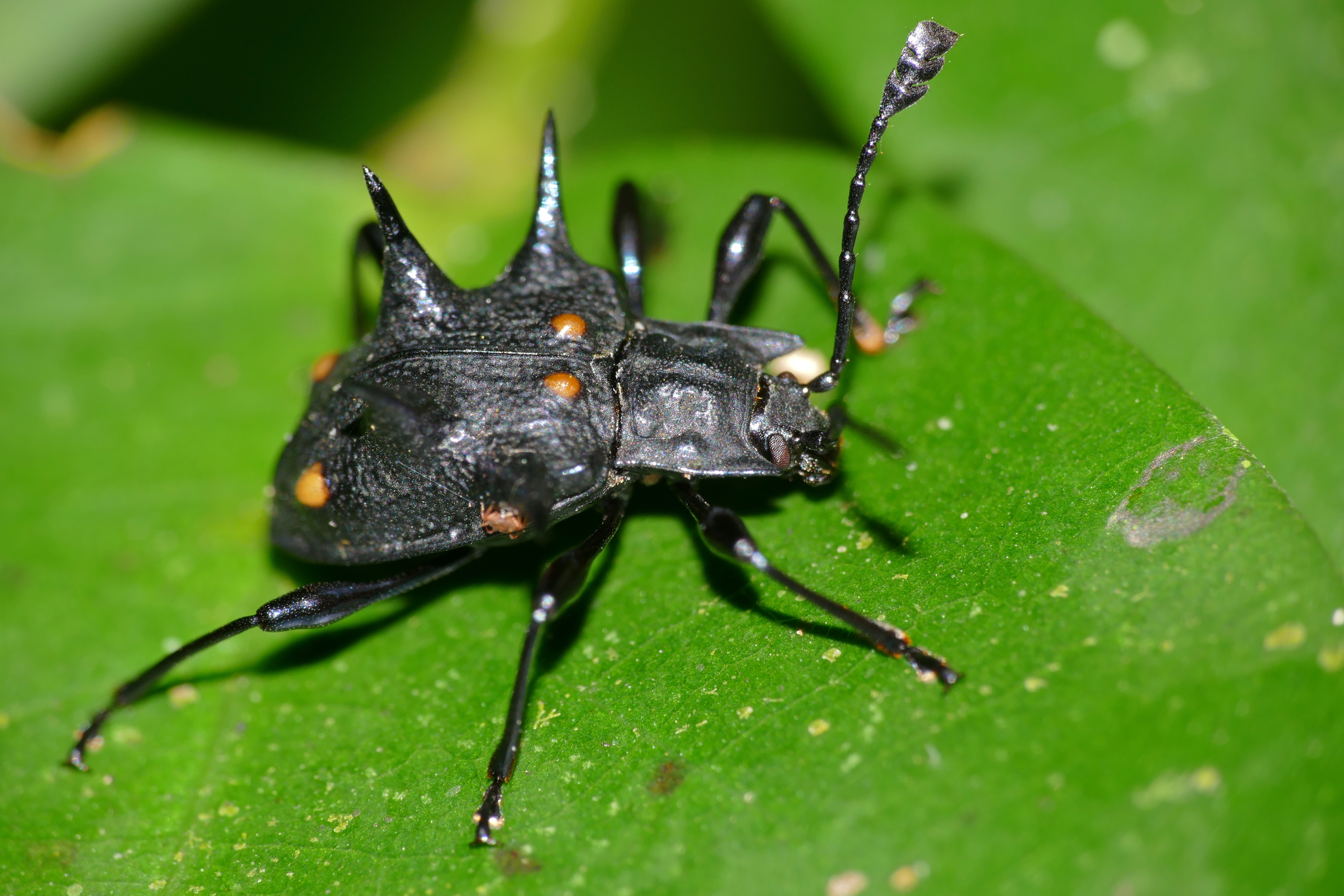 Handsome Fungus Beetle (Cacodaemon sp.) (23220298289).jpg