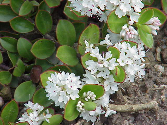 File:Hebe decumbens0.jpg