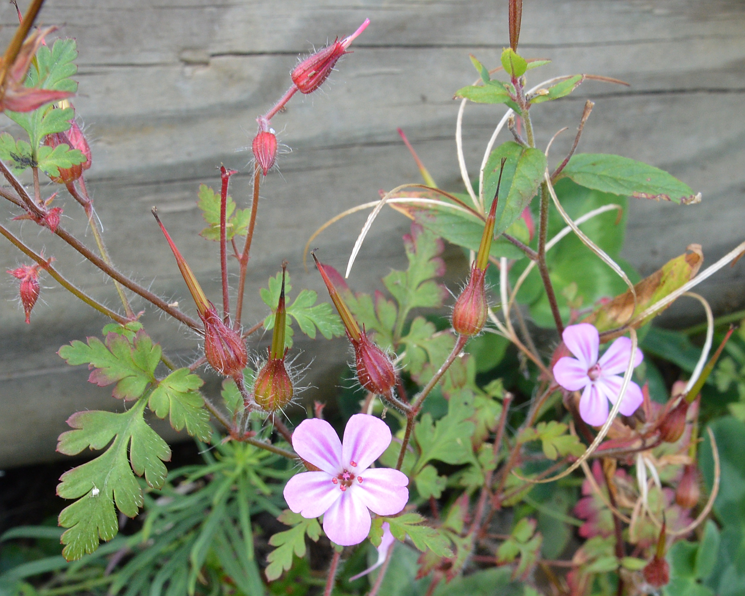 Geranium robertianum