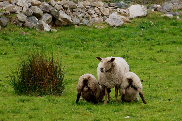 Horn Head - One sheep nursing two lambs - geograph.org.uk - 1181912