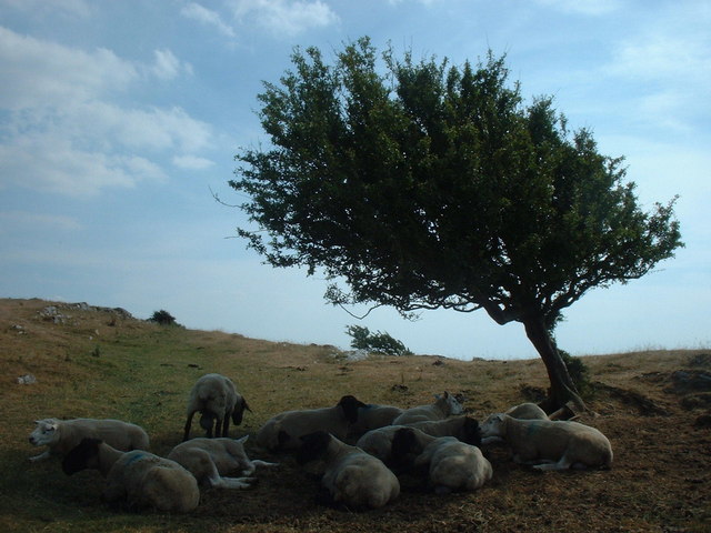 File:Humphrey Head Rams - geograph.org.uk - 452013.jpg