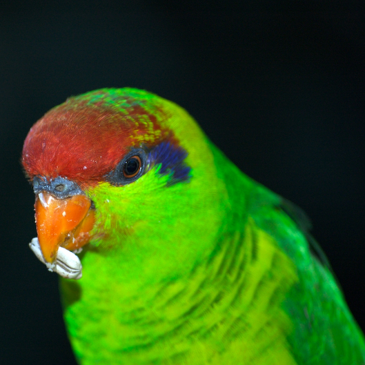 File:Iris Lorikeet (Psitteuteles iris) -upper body-6-2c.jpg