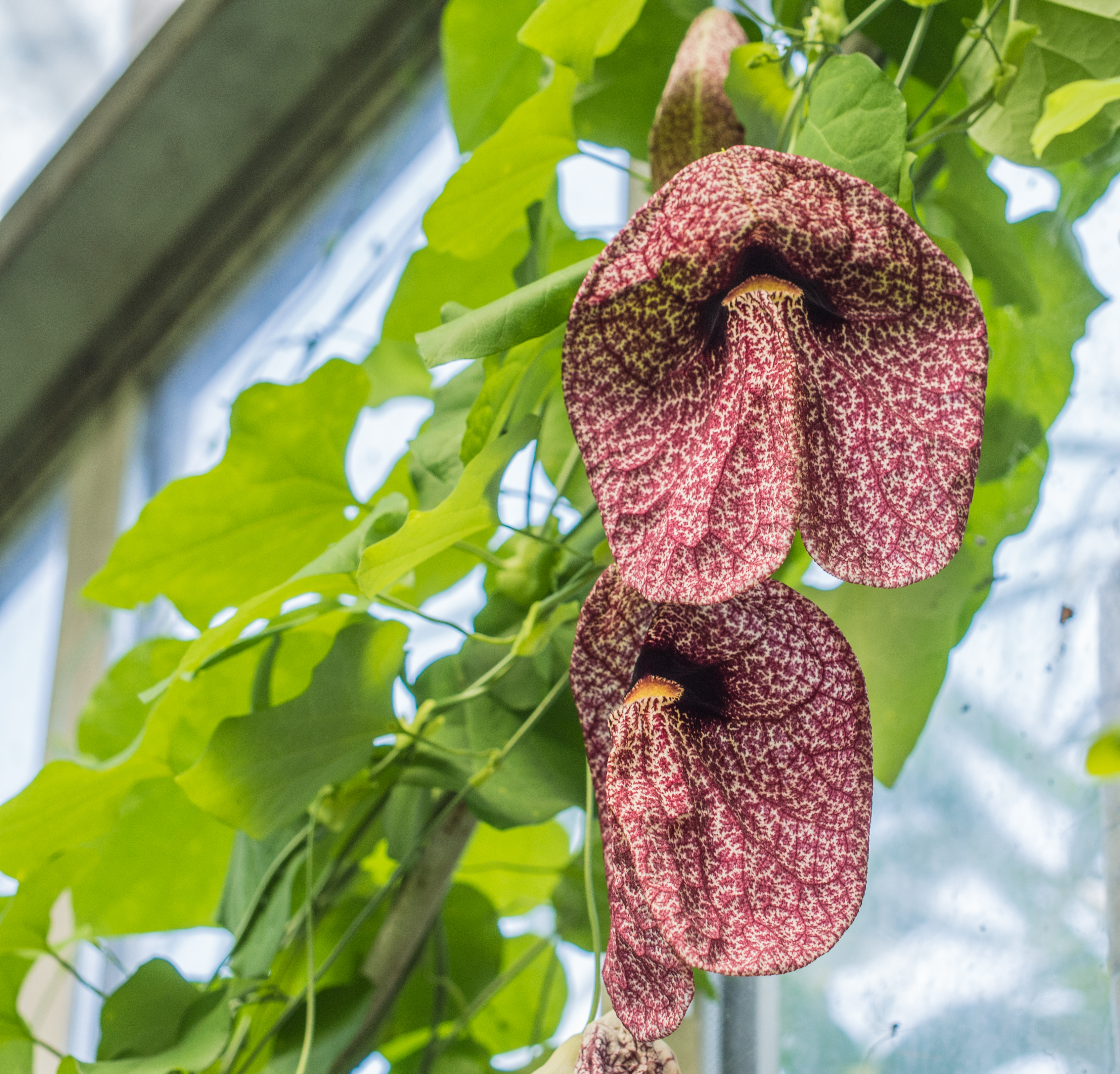 Sprout Home Plant Of The Week Pocketbook Flower | HuffPost Life