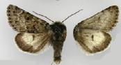 <i>Lasionycta dolosa</i> Species of moth