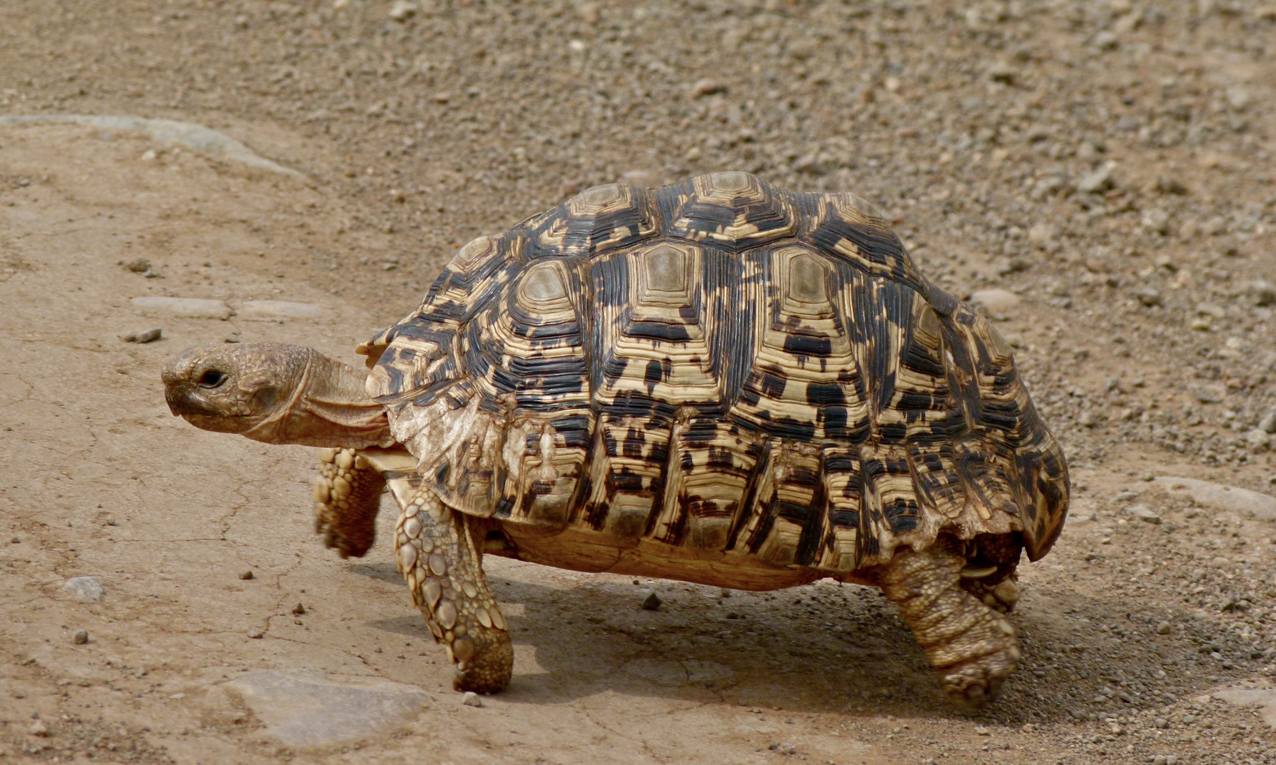 Leopard Tortoise (Stigmochelys pardalis) (6014949418).jpg