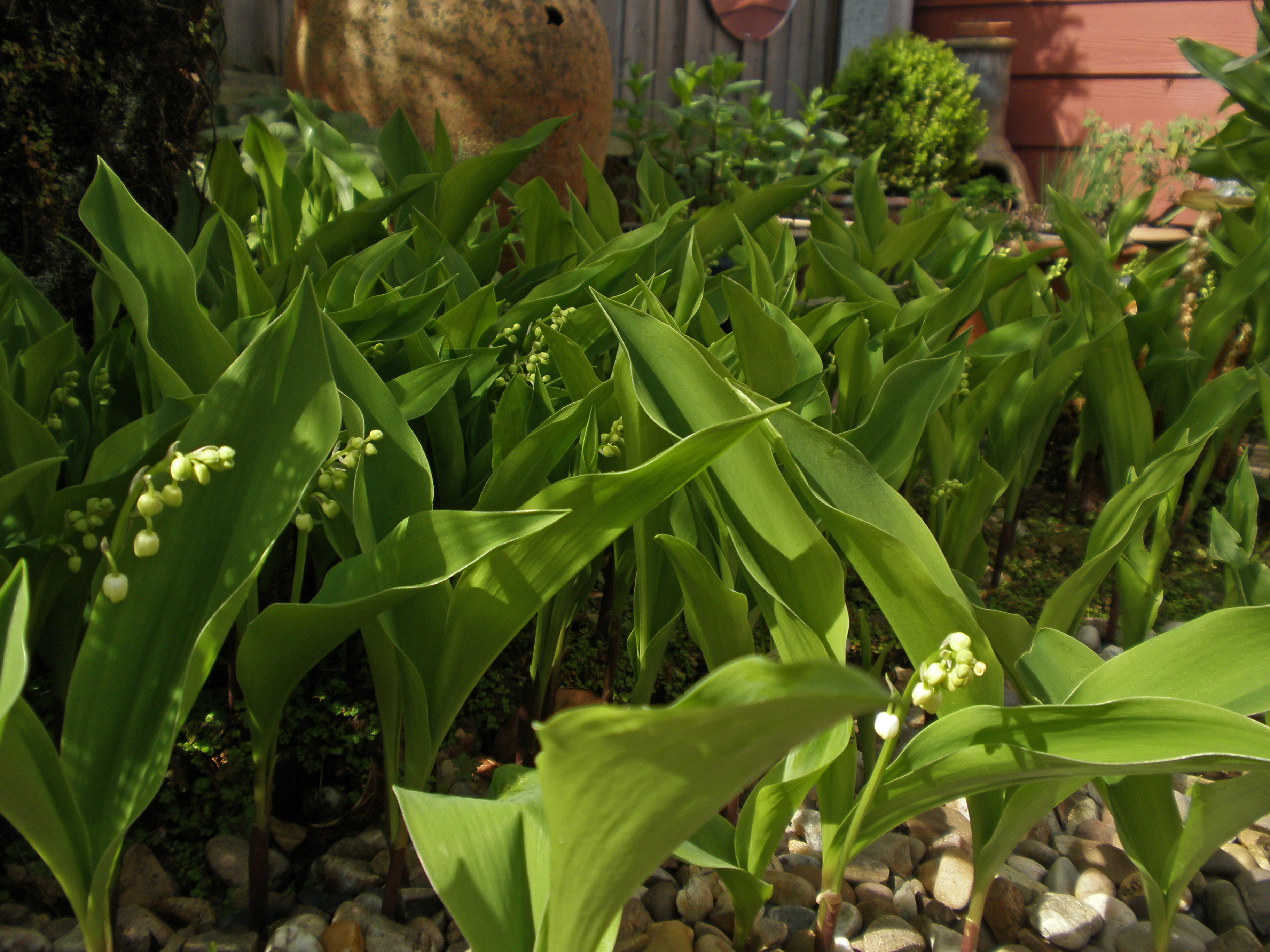 Lily of the valley пароль от шкафа