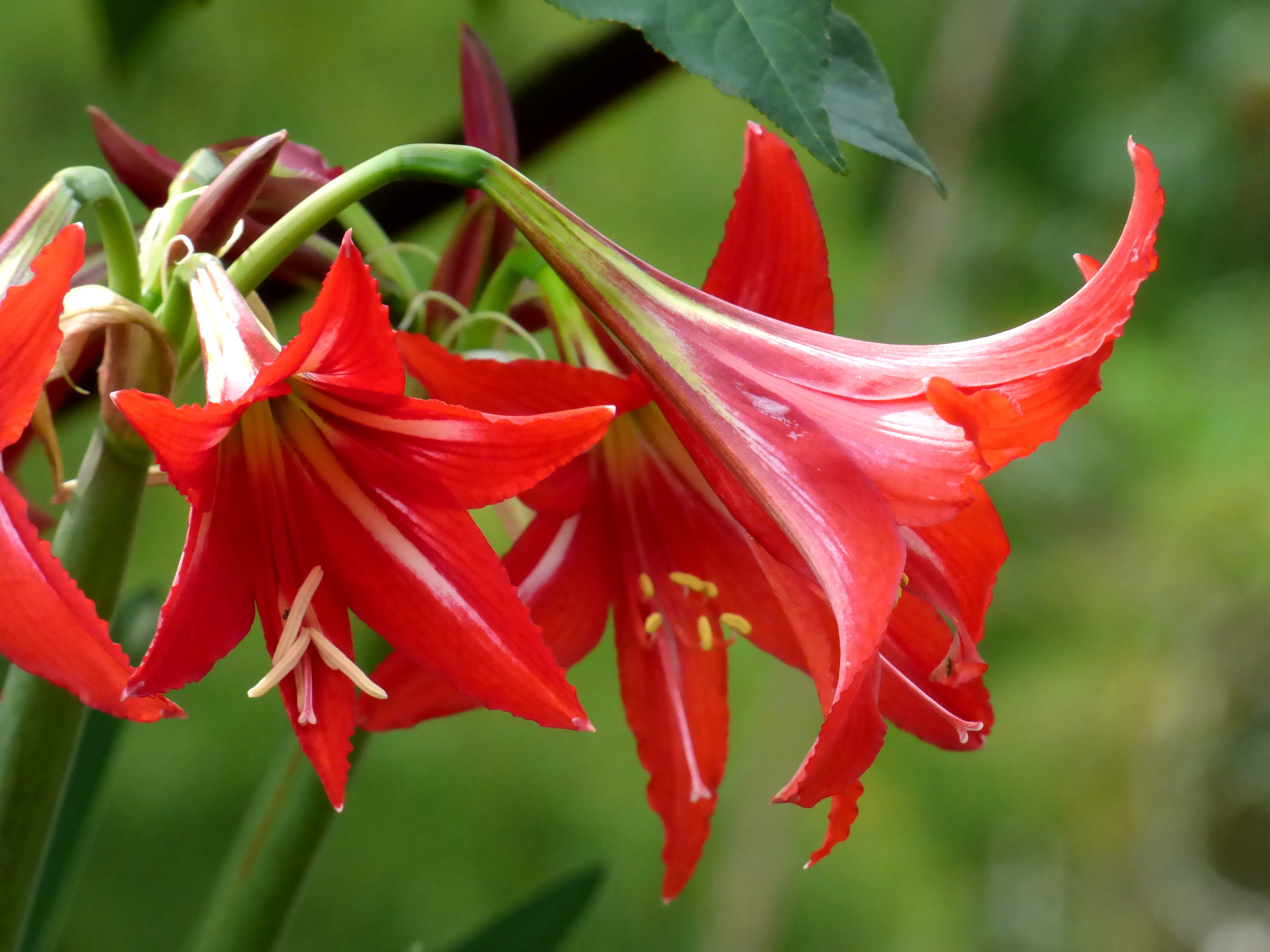 File:Lirio rojo - Azucena roja (Hippeastrum punniceum) - Flickr - Alejandro  Bayer (1).jpg - Wikimedia Commons