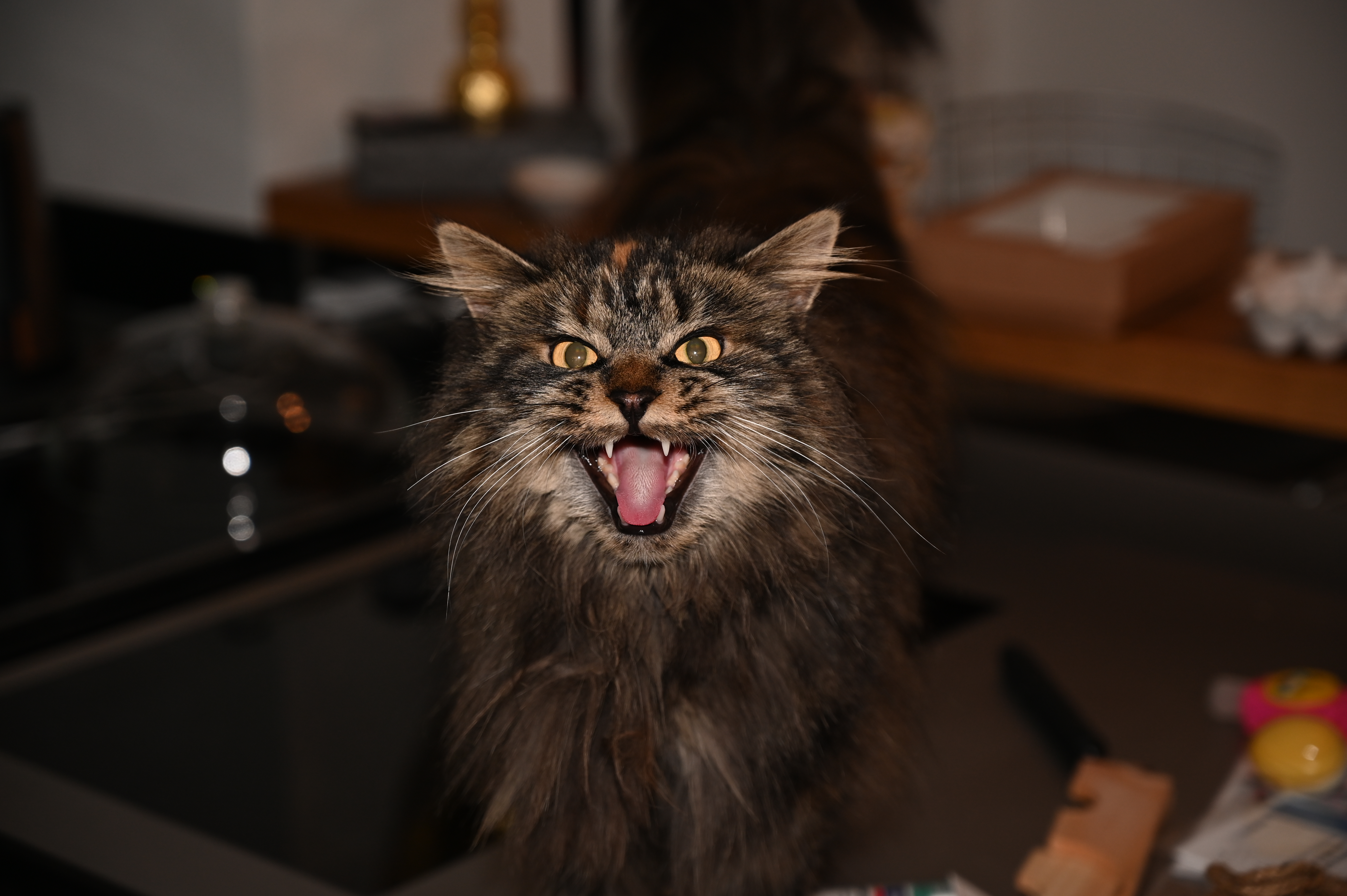 Angry Cat, #angry #cat #cute #maine-coon #animal #Katze #ga…
