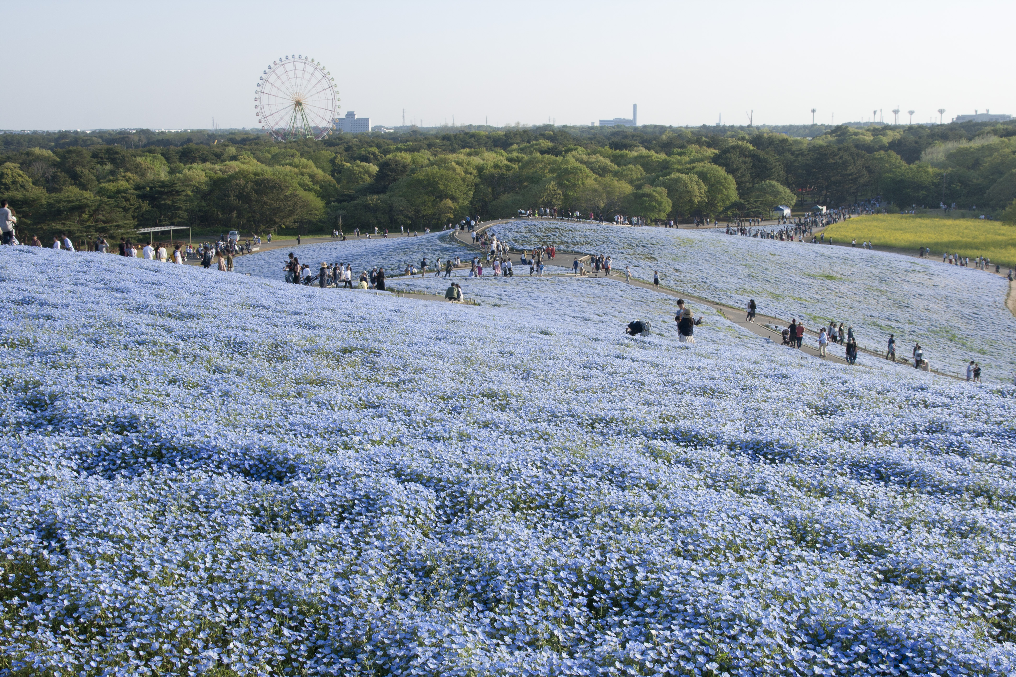 File:Miharashino Oka (Hitachi Seaside Park) 17.jpg - Wikimedia Commons