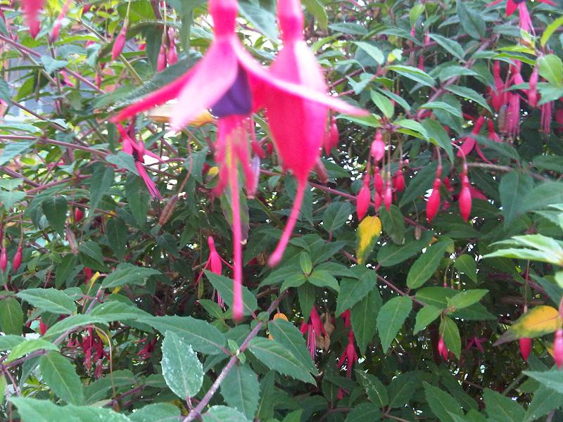 File:Myrtales - Fuchsia sp. - 3.jpg