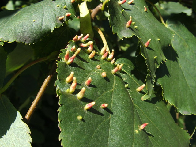 File:Nail galls on lime - geograph.org.uk - 912681.jpg