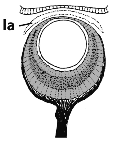 File:Nucella lapillus eye.png