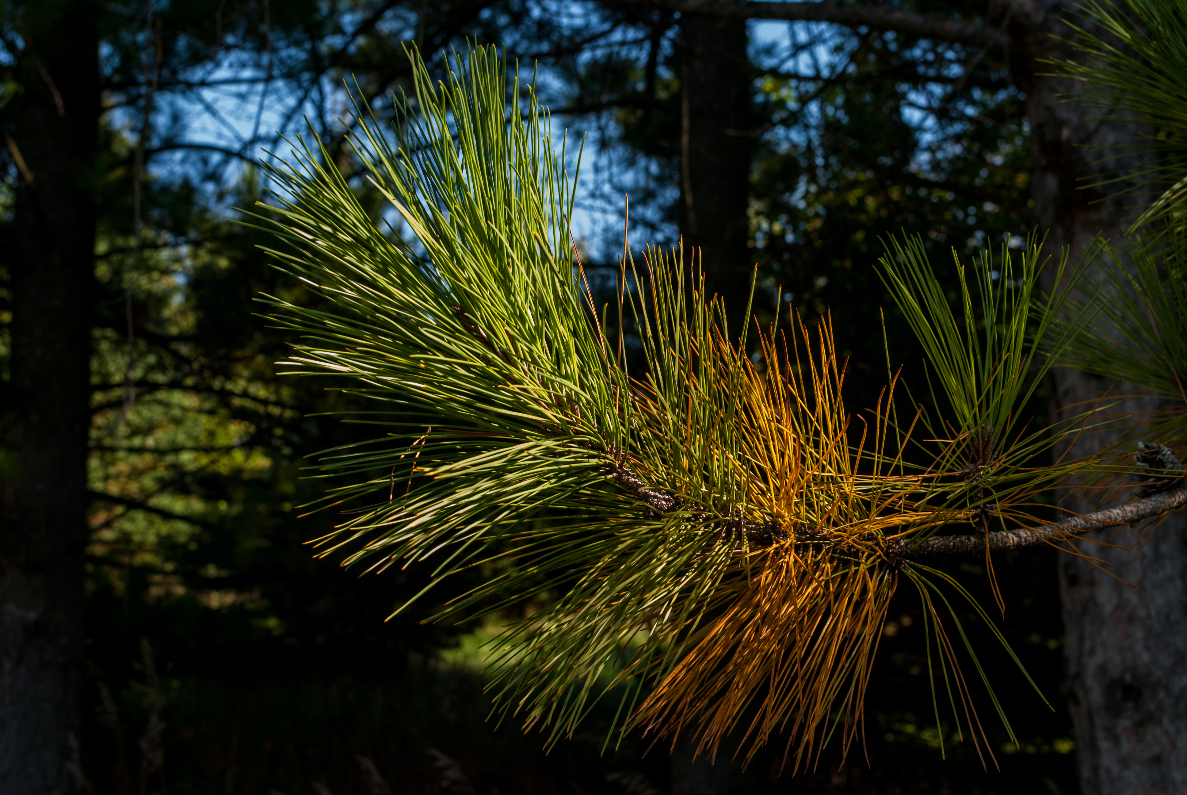 Хвоя сосна вектор. "Green Pine associated Coporation".