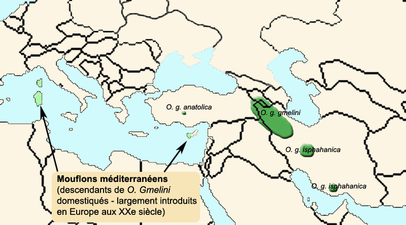 File:Ovis-gmelini-map.png