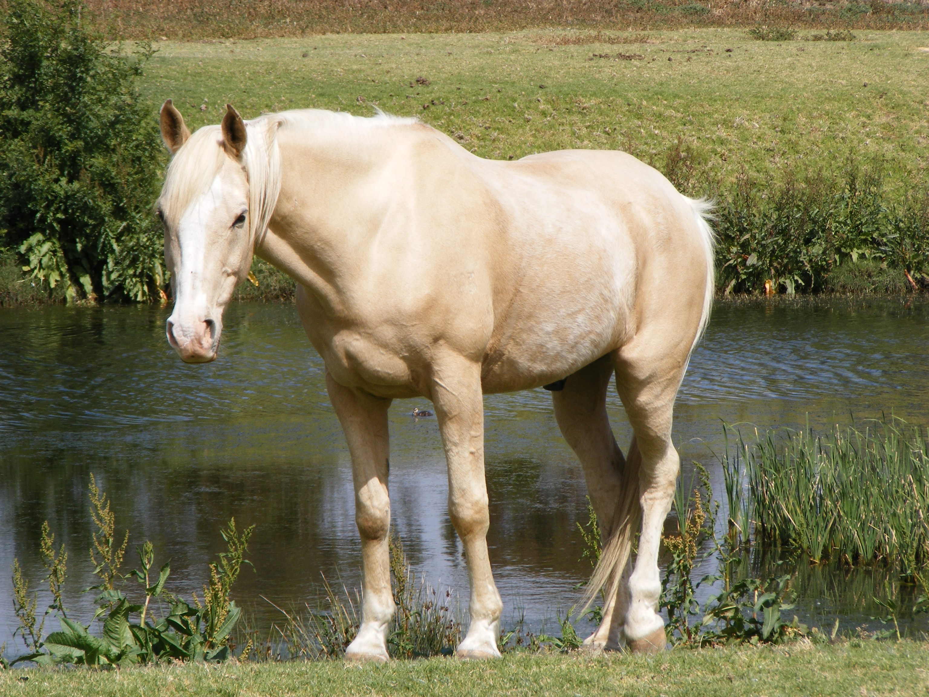 Caballo Bayo Wikipedia La Enciclopedia Libre