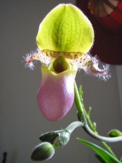 Paphiopedilum glaucophyllum - Wikipedia, la enciclopedia libre