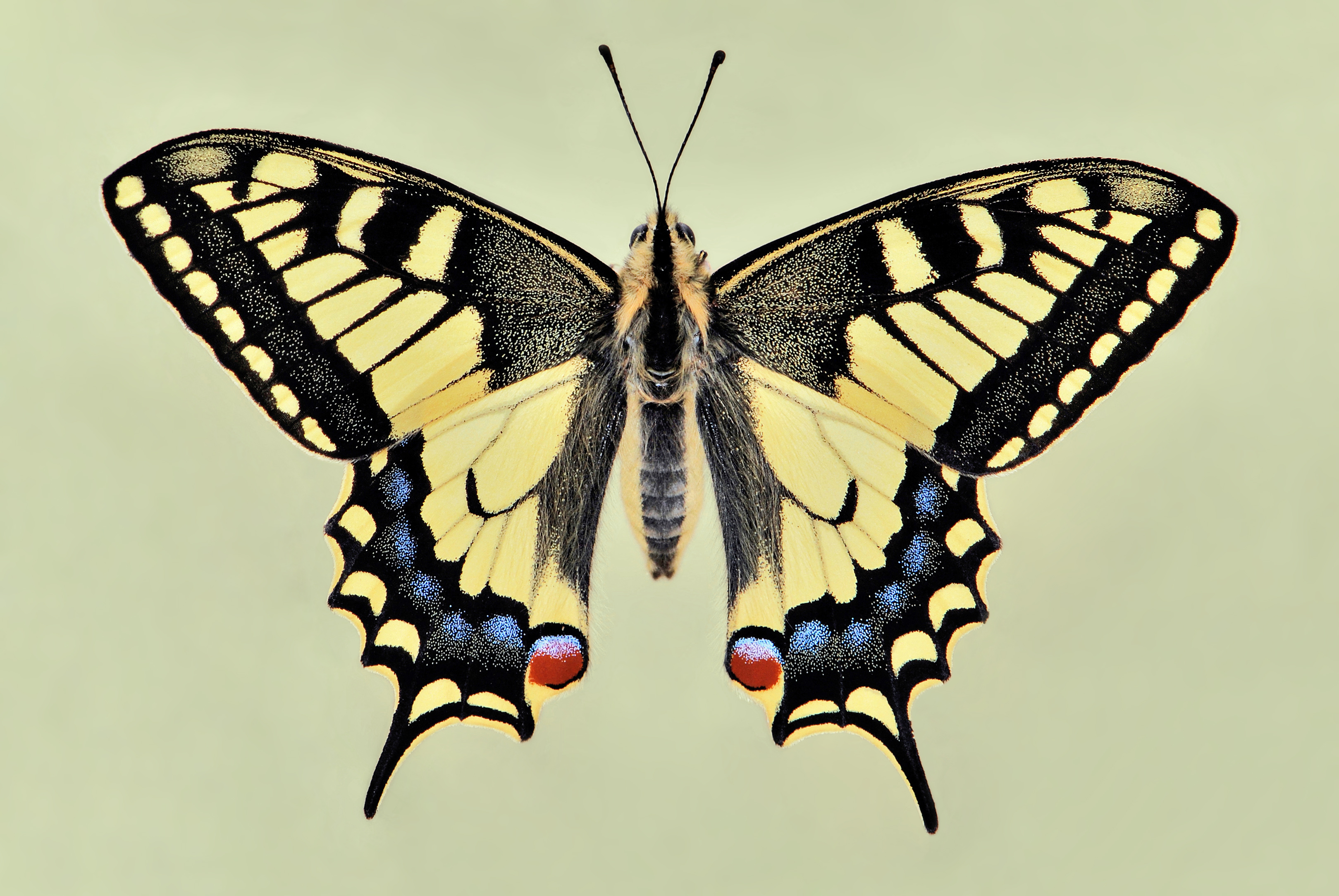 金凤蝶(papilio machaon)