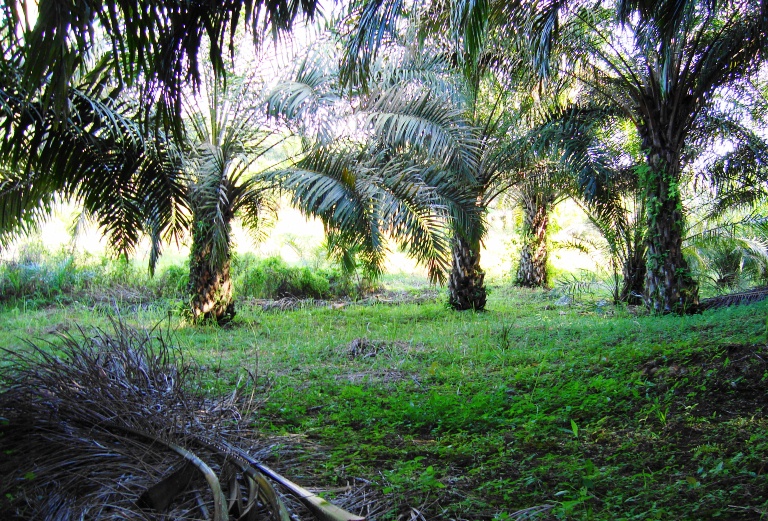 File:Perkebunan kelapa sawit milik rakyat (88).JPG