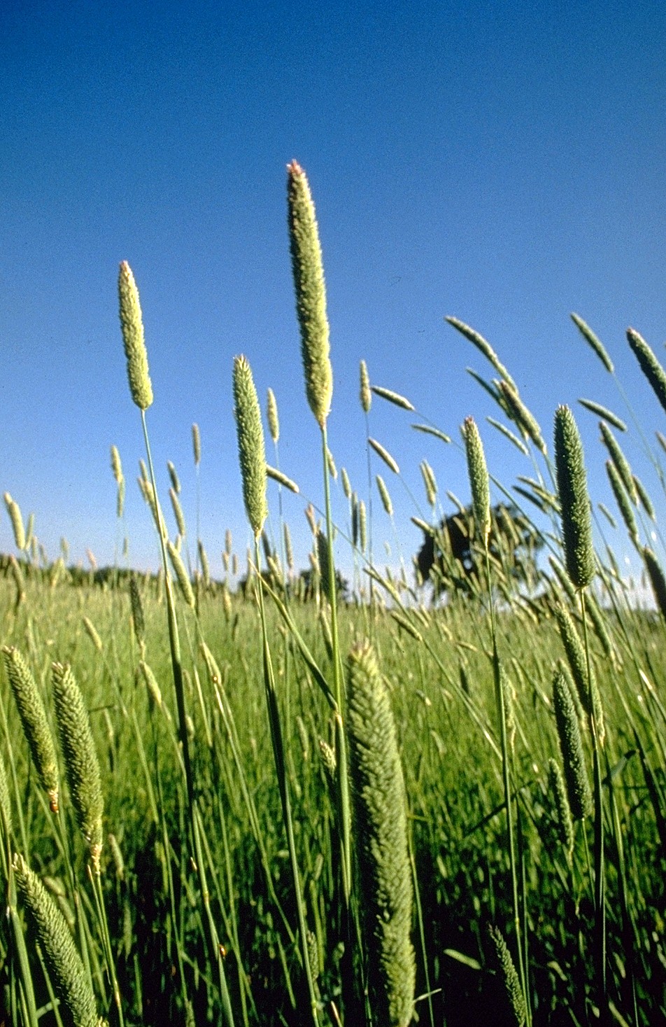 phalaris aquatica identification