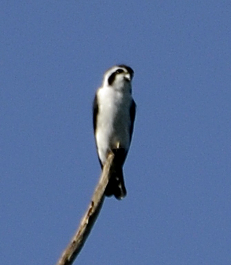 File:Pied falconet, (Microhierax melanoleucos) from pakke tiger reserve JEG3641 (cropped).jpg