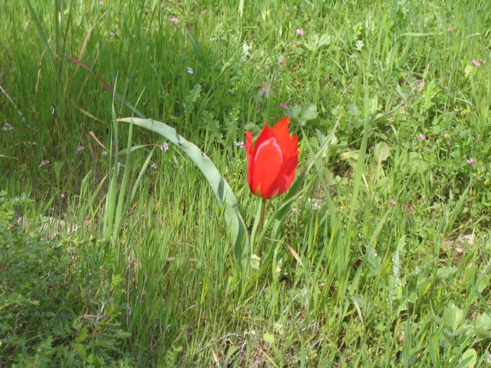 File:PikiWiki Israel 2014 spring in jerusalem צבעוני ההרים המדהים.JPG