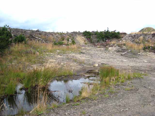 Pit, Harwood Forest - geograph.org.uk - 541322