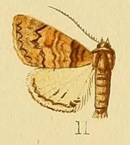 <i>Pericyma metaleuca</i> Species of moth