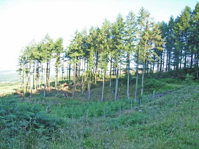 File:Plantation east of Low Dale Park - geograph.org.uk - 203357.jpg