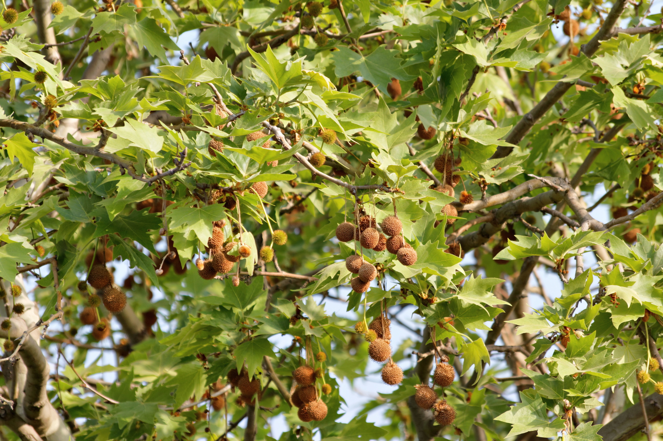 Platanus orientalis дерево