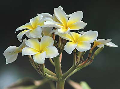 File:Plumeria alba flowers.jpg